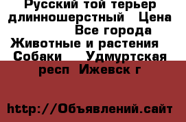 Русский той-терьер длинношерстный › Цена ­ 7 000 - Все города Животные и растения » Собаки   . Удмуртская респ.,Ижевск г.